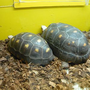 Red-footed tortoises (Chelonoidis carbonaria)