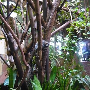 Common marmoset in Primate house