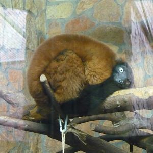 Red ruffed lemur