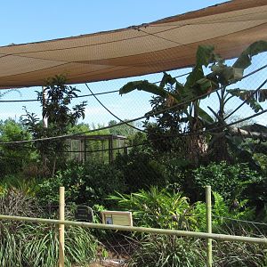 Rhinoceros Hornbill Exhibit