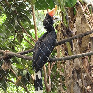Rhinoceros Hornbill