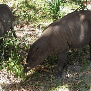 North Sulawesi Babirusas