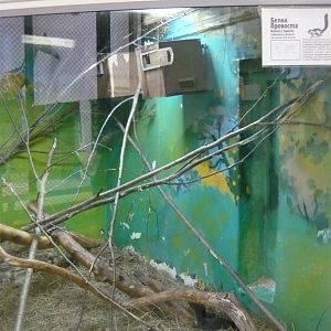 Prevost's squirrel exhibit