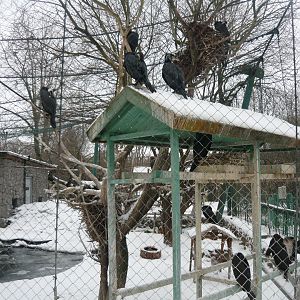 Greater cormorants exhibit