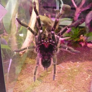 Brazilian salmon pink bird-eating tarantula (Lasiodora parahybana)