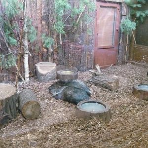 Collared peccary exhibit
