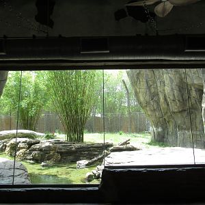 Malayan Tiger Indoor Viewing