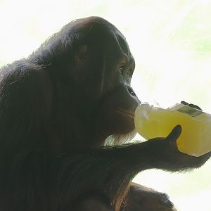 Bornean orang Wousan