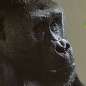 Pertinax selecting browse