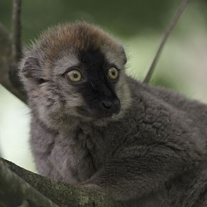 Male red-fronted lemur