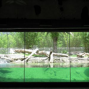 Sumatran Tiger Indoor Viewing