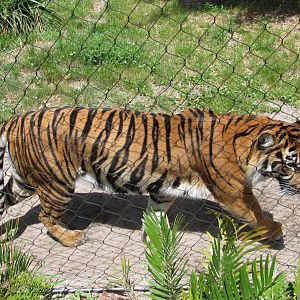 Sumatran Tiger