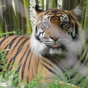 Sumatran Tiger Resting