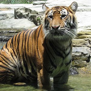 Sumatran Tiger Cooling Off