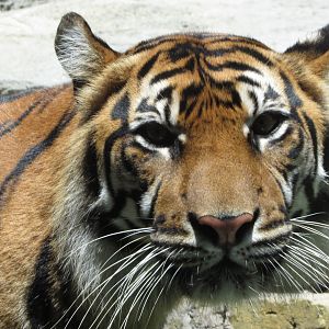 Sumatran Tiger Closeup