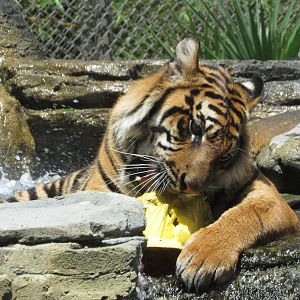 Playtime In The Pool