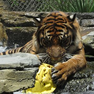 Playtime In The Pool