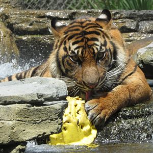 Playtime In The Pool