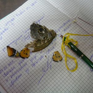 Dead butterflies on the guestbook