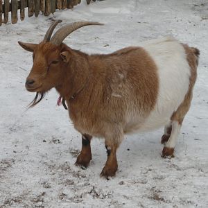 Pygmy goat in Petting zoo
