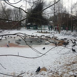 Local seagulls, crows and pigeons are feeding in the waterfowl enclosure