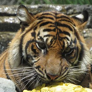 Playtime In The Pool Closeup