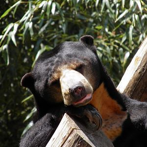 Sun Bear snoozing
