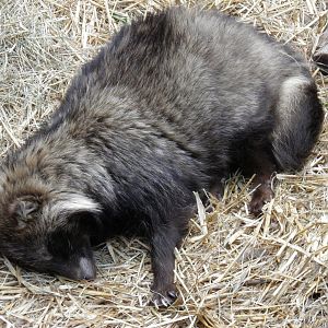 Raccoon Dog sleeping