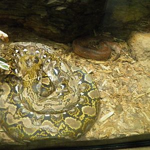 Reticulated python and Blood python