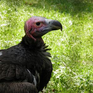 Lappet-faced vulture