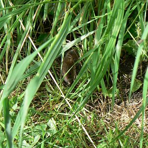 Field Vole - 28 May 2017, Jervaulx Abbey