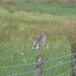 Eurasian Curlew - 30 May 2017, Upper Teesdale