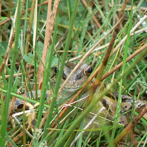Common Frog - 30 May 2017, Upper Teesdale