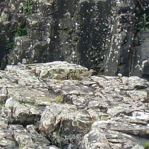 Common Sandpiper - 30 May 2017, Low Force Waterfall