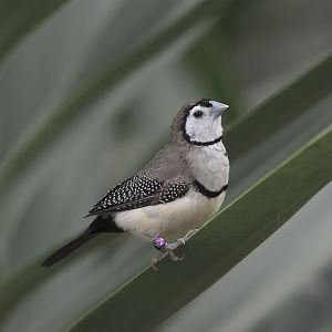 Bicheno's finch