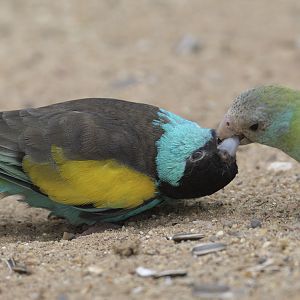 Hooded parakeet courtship feeding