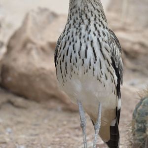 Bush thick-knee
