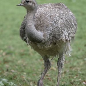 Darwin's rhea