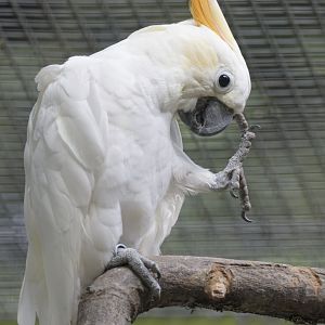 Citron-crested cockatoo