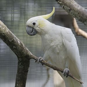 Lesser sulphur-crested cockatoo