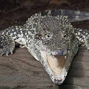 Cuban crocodile