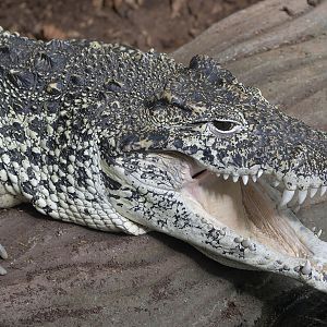 Cuban crocodile