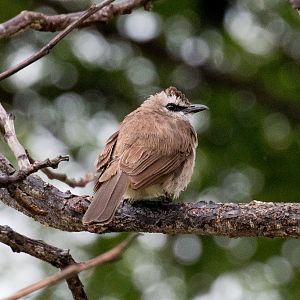 Yellow-vented Bulbul