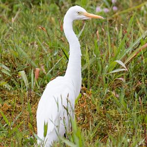 Intermediate Egret