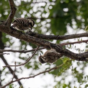 Sunda Pygmy Woodpecker