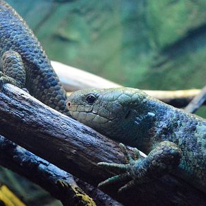 Prehensile-tailed skink