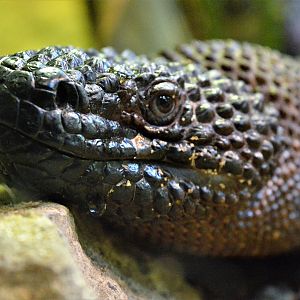 Beaded lizard