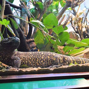 Beaded lizard