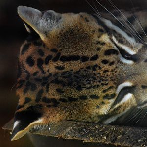 Ocelot