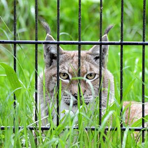 European lynx